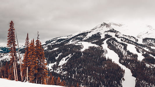 brown trees near covered ice mountain thumbnail