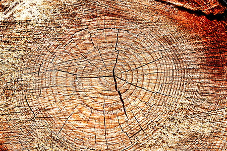 brown tree trunk thumbnail