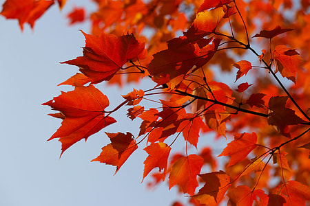 orange Maple leafs during day time thumbnail