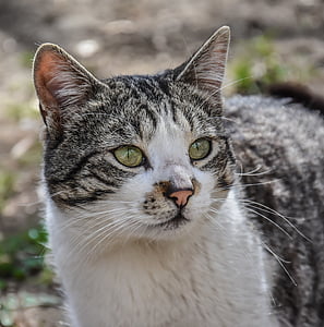 closeup photo of tabby cat thumbnail
