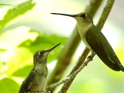 two gray birds perched on tree branches thumbnail