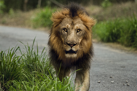 focus photo of a lion thumbnail