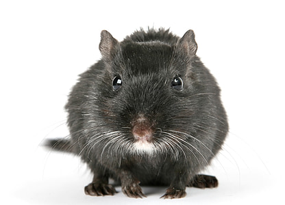 black rodent thumbnail