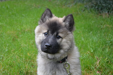 long-coated tan and black puppy sitting on grass field thumbnail