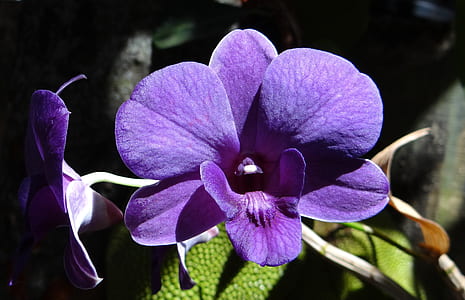 purple moth orchid flower in closeup photography thumbnail