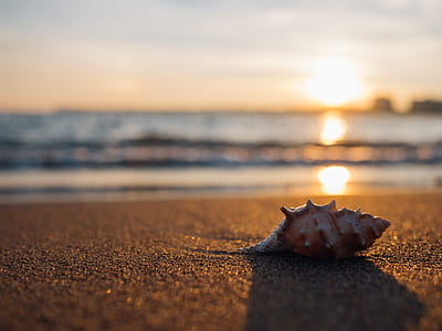 brown conch shell on seashore thumbnail