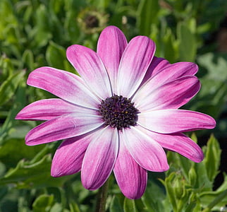 close-up photo of pink petaled flower thumbnail