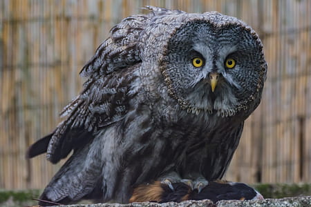 gray owl on concrete wall thumbnail