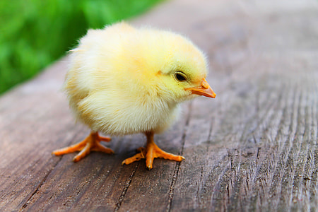 Curious Yellow Chick thumbnail