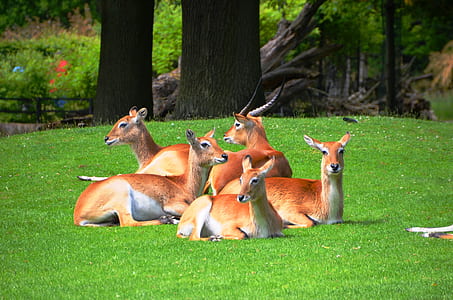 five brown deer lying on green grass field thumbnail