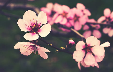 pink and white cherry blossom tree plant thumbnail