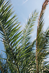 Green palm tree thumbnail