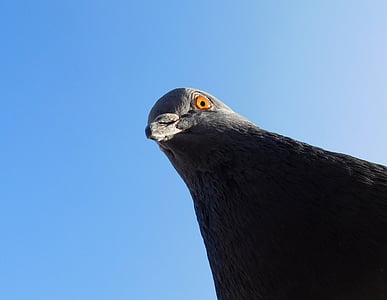 low angle photography of pigeon thumbnail