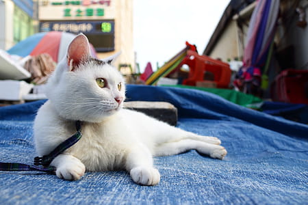 White Cat Lying on Blue Tarpaulin thumbnail