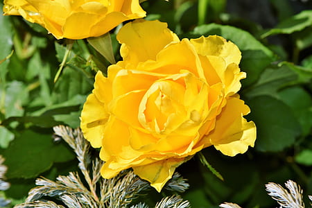 yellow rose closeup photography thumbnail