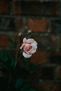 peach-color rose flower thumbnail