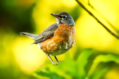 Brown and Yellow Bird thumbnail