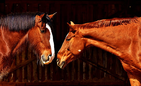 two brown horses facing face to face thumbnail