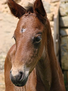 brown horse at standing near wall daytime thumbnail