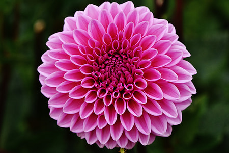 purple and white flower photo during daytime thumbnail