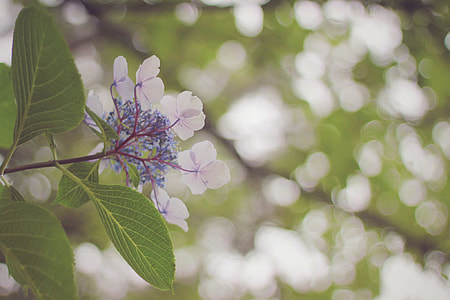 close up photography of white petaled flower thumbnail
