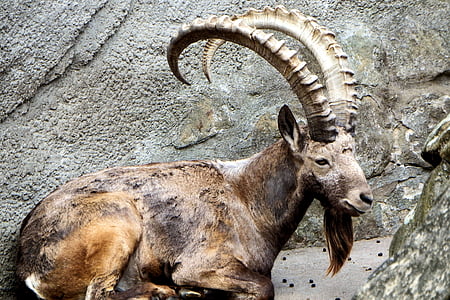 brown mountain goat sitting between r thumbnail