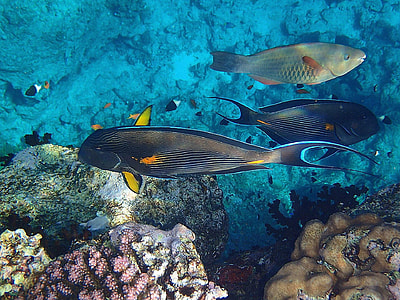 black and silver fishes thumbnail