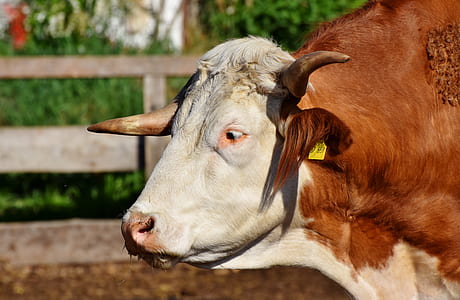 focus photography of brown and white cow thumbnail