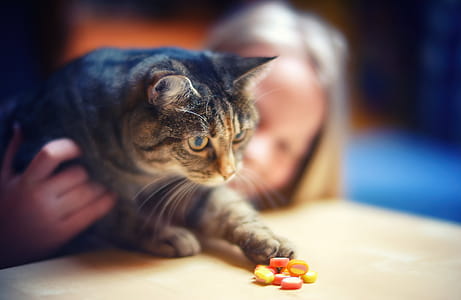 Silver Tabby Cat thumbnail