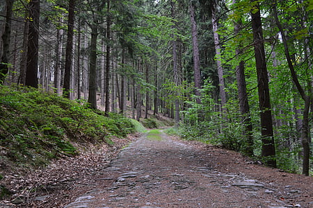 brown road across the trees during daytime thumbnail