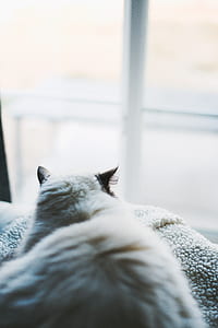 white cat facing window at daytime thumbnail