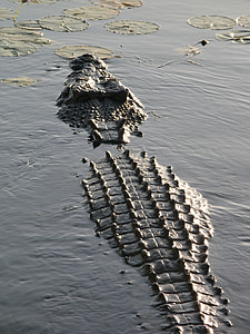 Crocodile on body of wate thumbnail
