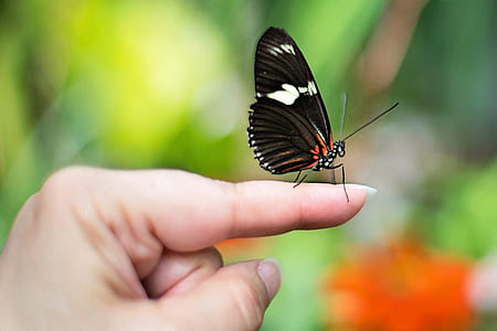 close-up photography of black butterfly on index finger thumbnail