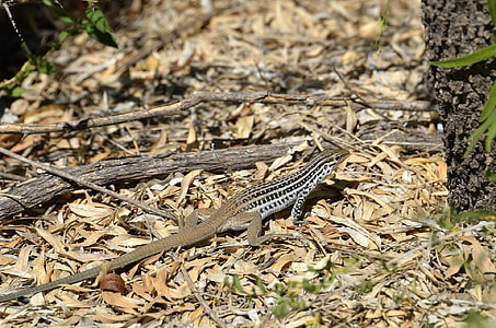 Spotted Whiptail Lizard, Reptile thumbnail