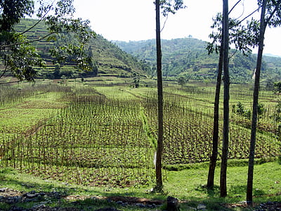 landscape photography of rice field thumbnail