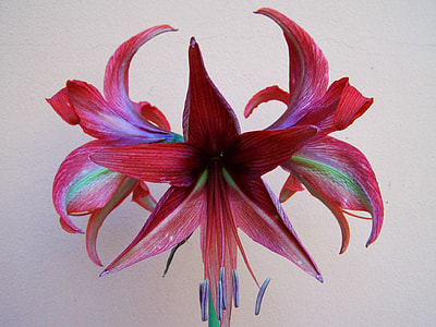Amaryllis, Burgundy-Colored Flowers thumbnail