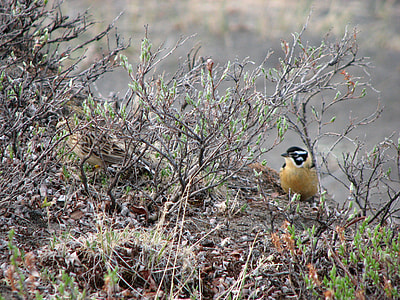 Smith's Longspur looking for food in Gates of Arctic National Park, Alaska thumbnail