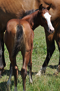 brown and white horse thumbnail