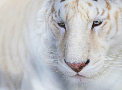 close-up of white tiger thumbnail