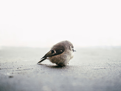 close up photo of a grey and black bird on concrete surface thumbnail