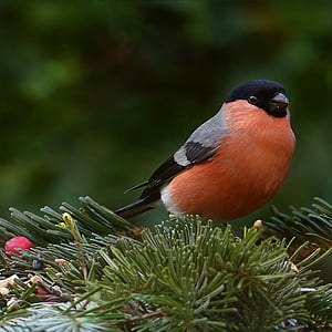 selective focus photography of orange, gray, and black bird thumbnail