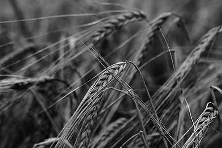 wheat grains thumbnail