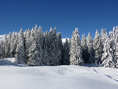 pine trees covered by snow during daytime thumbnail