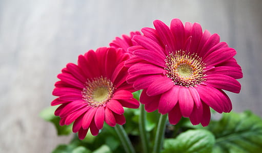 closeup photography of red gerbera daisies thumbnail