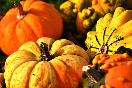 focus photo of yellow and orange pumpkins thumbnail