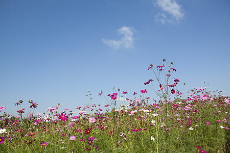 Purple and Pink Flowers Under White Clouds during Day Time thumbnail