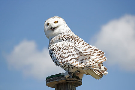 white owl perched on wooden pedestal thumbnail