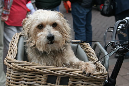 medium long-coated white dog on bicycle basket close-up photo thumbnail