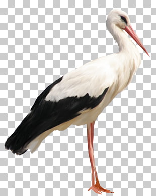 Stork , Stork , white and black bird PNG clipart