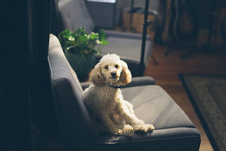 photography of white toy poodle thumbnail